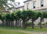 Garten-Camp 'Baumschnitt'